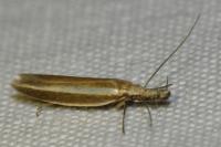 Pleurota aristella