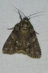 Acronicta rumicis