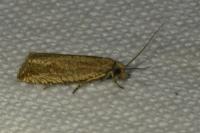 Bactra