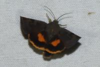 Noctua janthina