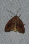 Cosmia pyralina