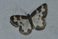 Lomaspilis marginata