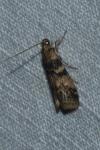 Euzophera pinguis
