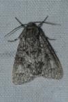 Acronicta megacephala