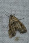 Cataclysta lemnata