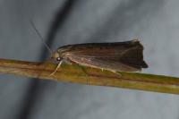 Orthotelia sparganella