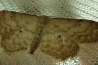 Idaea fuscovenosa