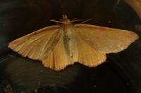 Lythria purpuraria
