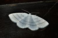 Cabera pusaria
