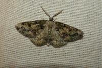 Cleorodes lichenaria