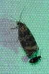 Celypha lacunana