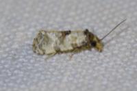 Cochylis molliculana