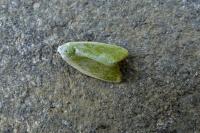 Earias clorana