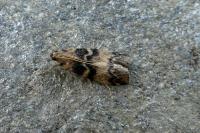 Euzophera pinguis