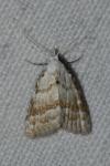 Meganola albula