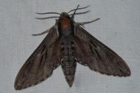 Hyloicus maurorum/pinastri