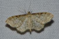 Idaea fuscovenosa