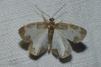 Lomaspilis marginata