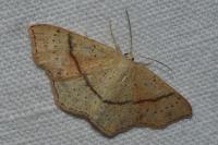 Cyclophora punctaria