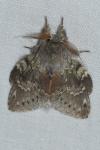 Stauropus fagi