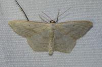 Scopula nigropunctata