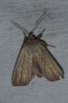 Mythimna pudorina