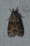 Eudonia mercurella