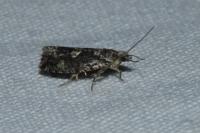 Zeiraphera isertana