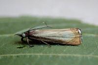 Chrysoteuchia culmella