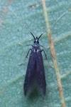 Coleophora albitarsella