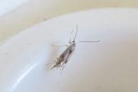 Phyllocnistis unipunctella