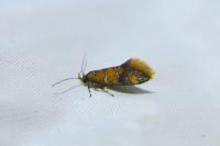 Promalactis procerella