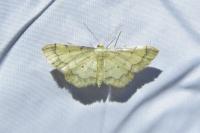 Idaea politaria