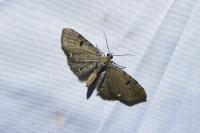 Eupithecia assimilata