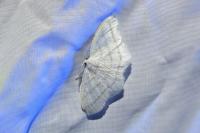 Cabera pusaria