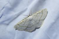 Cabera exanthemata