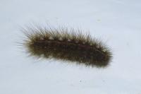 Spilosoma lubricipeda