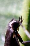 Coleophora albitarsella