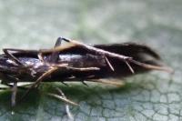 Coleophora albitarsella