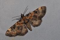 Eupithecia pulchellata