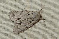 Acronicta psi/tridens