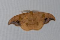 Sabra harpagula