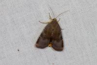 Noctua janthina