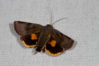 Noctua janthina