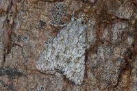 Acronicta aceris