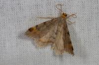 Macaria liturata