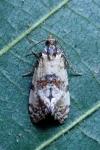 Cochylis molliculana