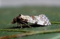 Cochylis molliculana