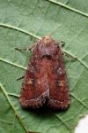 Lacanobia oleracea