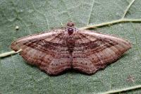 Costaconvexa polygrammata